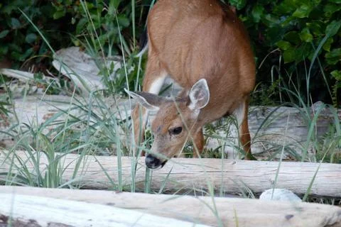 Young deer on a beach. Stock Photos