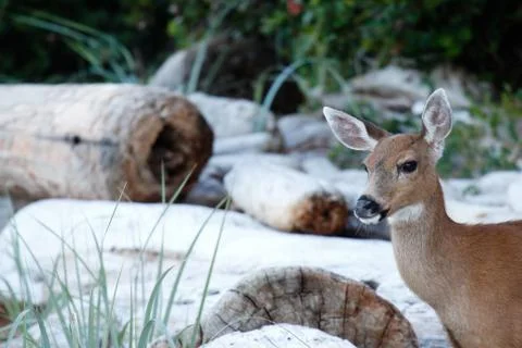 Young deer on a beach. Stock Photos