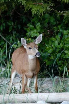 Young deer on a beach. Stock Photos