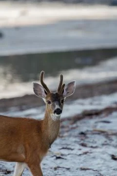 Young deer on a beach. Stock-Fotos