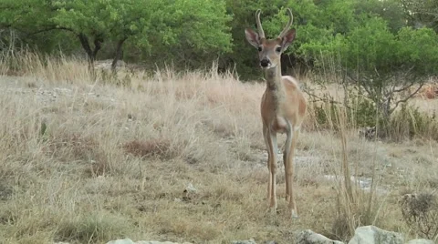 Young deer buck Stock Footage 57363972
