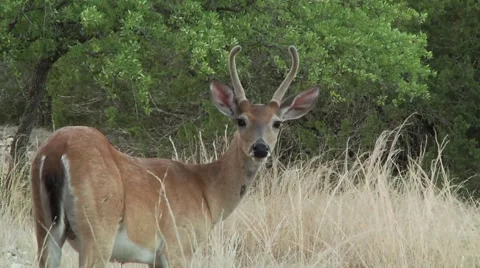 Young deer buck looking around in tall grass Stock Footage 57358965