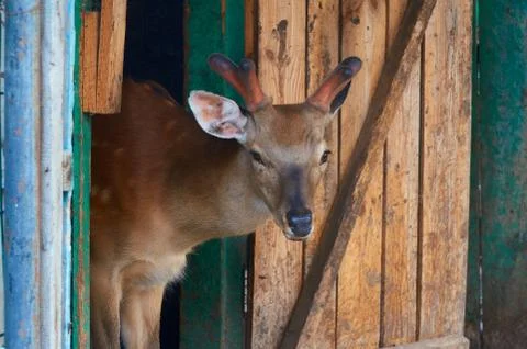 Young deer close-up in the corral. Stock Photos