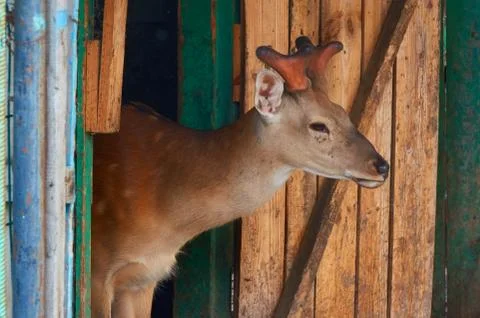 Young deer close-up in the corral. Stock Photos