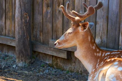 Young deer close-up in the corral. Stock Photos