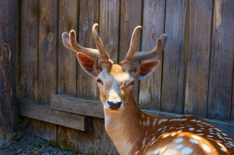 Young deer close-up in the corral. Stock Photos