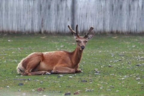 Young deer close-up Stockfoto's