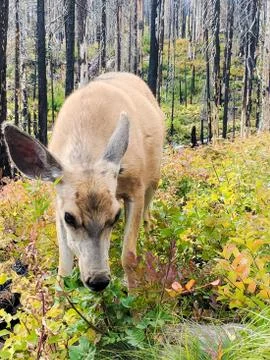 Young deer close up. Stock Photos