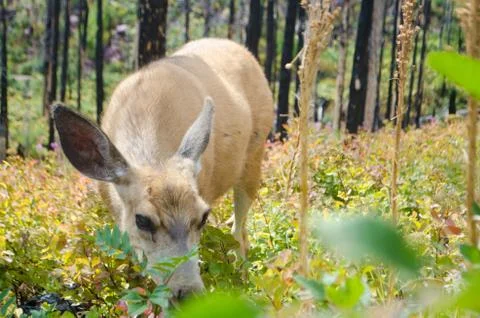 Young deer close up. Stock Photos