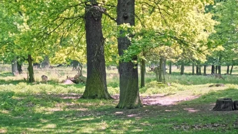 A young deer crosses the forest to get closer to its partner Stock Footage 134373530