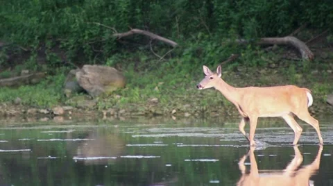 Young Deer Crossing River Video stock 11340818
