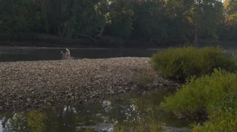 Young deer crossing river Stock Footage 55141091