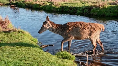 Young deer crossing the stream Vidéo 293956259