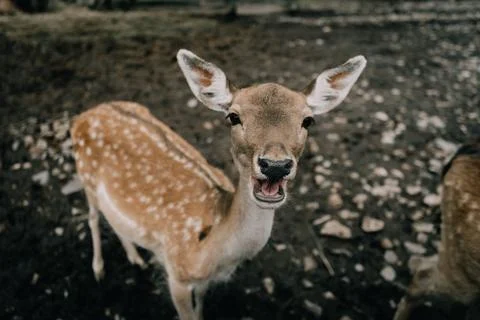 Young Deer with a Curious Expression in a Rustic Farm Setting Stock Photos