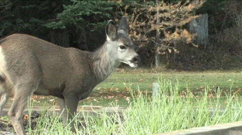  Young deer eating Video stock 199901