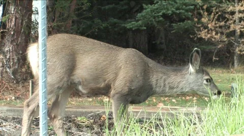 Young deer eating Stock Footage 200320