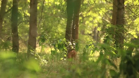 Young deer eating Stock Footage 166509074