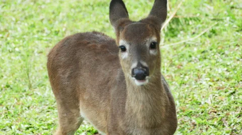 Young Deer Eating Grass, 4K Stock Footage 59885417