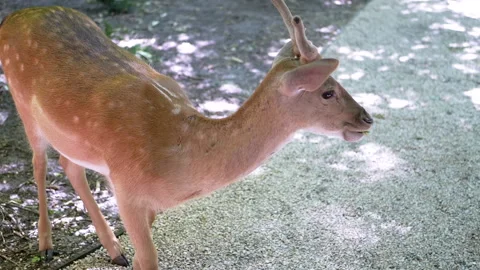 Young Deer Eating Leaf Stock Footage 293224585