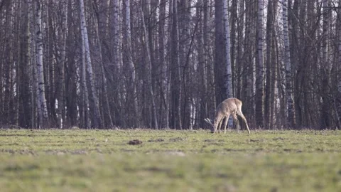 Young deer eats grass, 4K slomo Stock Footage 171859375