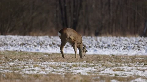 Young deer eats grass in a snow-covered field, closeup, 4K slomo Stock Footage 172429463