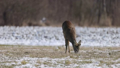 Young deer eats grass in a snow-covered field, closeup, 4K slomo Stock Footage 172429637