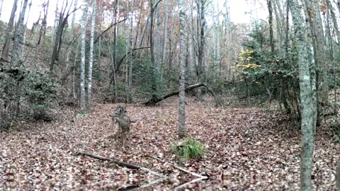 Young deer exhibiting mounting behavior in North Carolina foothills Stock Footage 317913837
