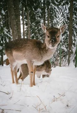 Young Deer Exploring Snow in a Winter Forest with Snow-Covered Trees Stock Photos