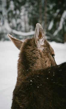 Young Deer Exploring Snow in a Winter Forest with Snow-Covered Trees Stock Photos