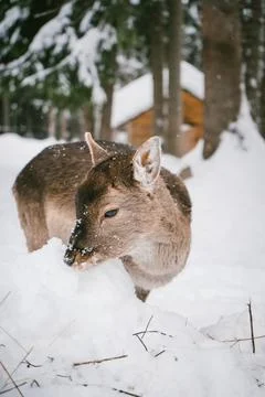 Young Deer Exploring Snow in a Winter Forest with Snow-Covered Trees Stock Photos