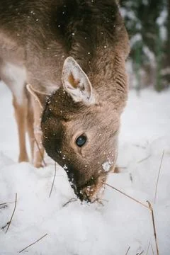 Young Deer Exploring Snow in a Winter Forest with Snow-Covered Trees Stock Photos