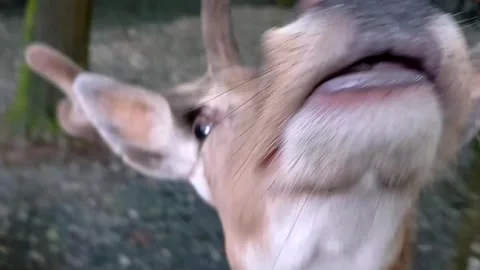 Young deer facing camera Stock Footage 259390682