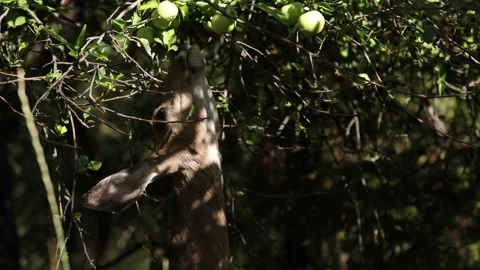 A Young Deer Fawn Eats Leaves of a Tree -Shallow Depth of Field Stock Footage 246008554