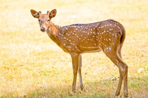 Young deer in field Foto stock