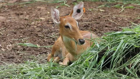 Young deer Stock Footage 10728808