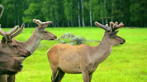 Young deer Stock Footage 21945753