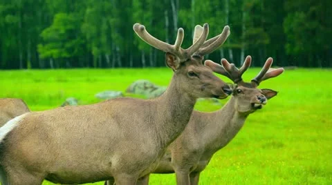 Young deer Stock Footage 21945948