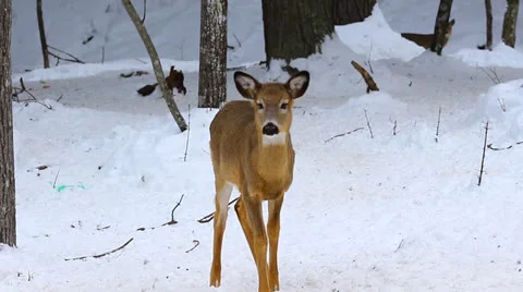 Young deer Stock Footage 23736443