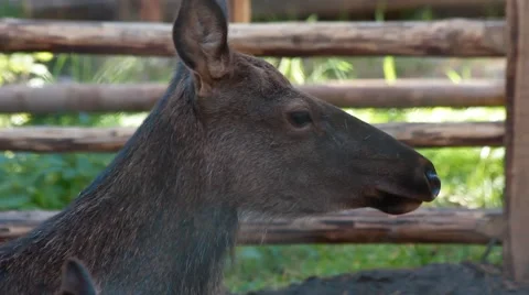 Young deer Stock Footage 43256144