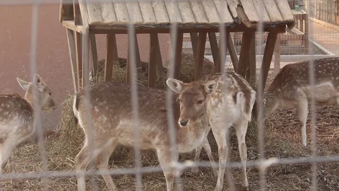 Young Deer Stock Footage 75038706