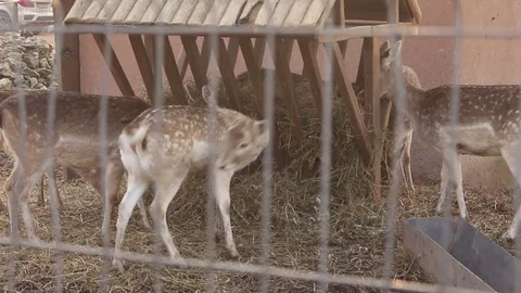 Young Deer Stock Footage 75038708