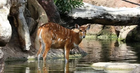 Young deer Видео 80848926