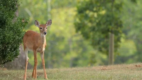 Young Deer Stock Footage 94777360
