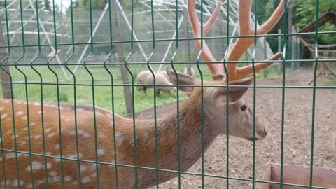 Young deer Stock Footage 137655897