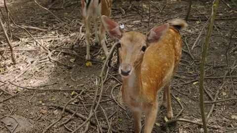 Young deer Stock Footage 137655946