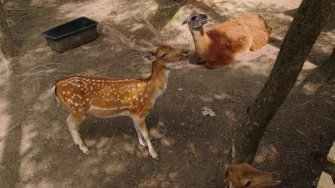 Young deer Stock Footage 137656196