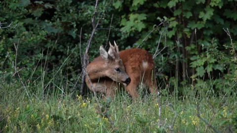 Young deer Video stock 150052375