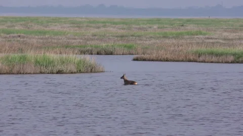 Young Deer Stock Footage 169658168