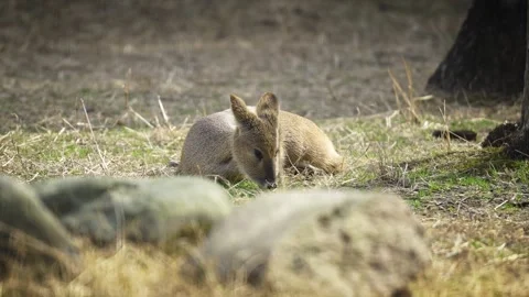 A Young Deer Stock Footage 329119716