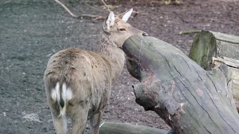 Young deer forages near a fallen log, gradually lifting its head Stock Footage 333415937